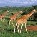 Groepsreizen Kenia